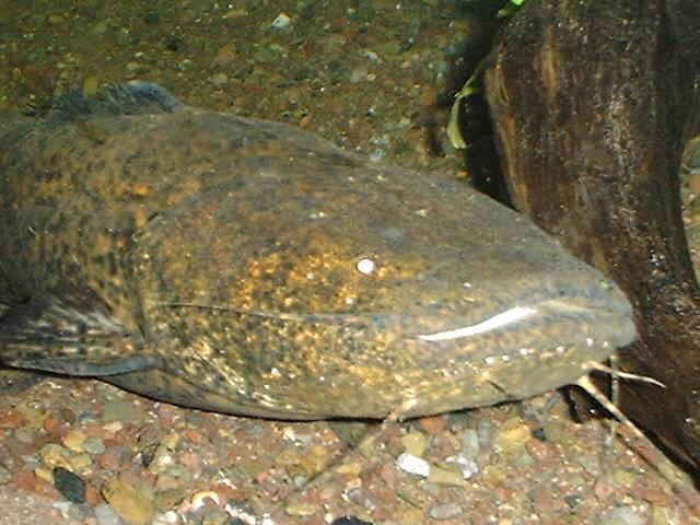 Pseudopimelodus fowleri